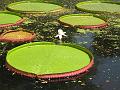 Giant Water Lily